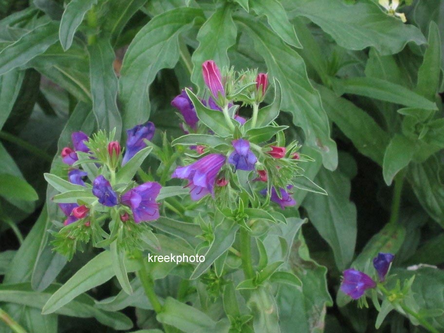 Echium vulgare