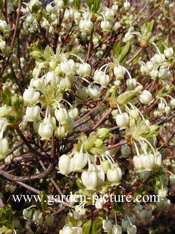 Enkianthus perulatus