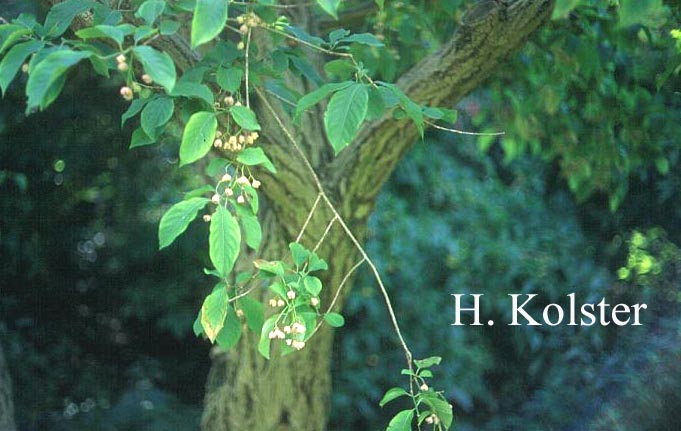 Euonymus hamiltonianus sieboldianus