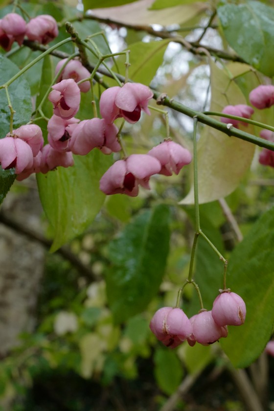 Euonymus hamiltonianus