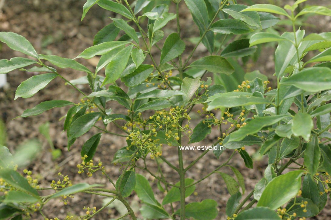Euonymus myrianthus