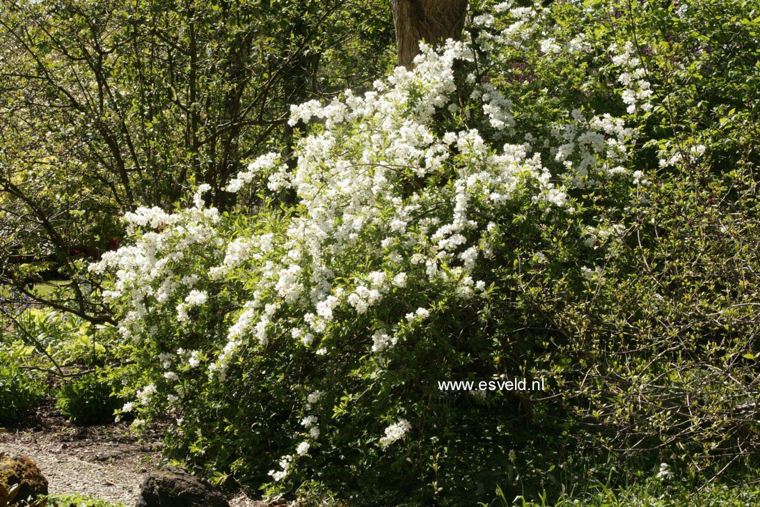 Exochorda 'The Bride'