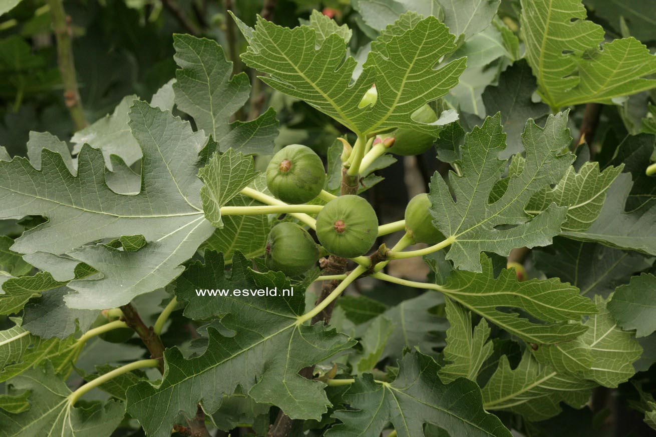 Ficus carica 'Icecrystal'