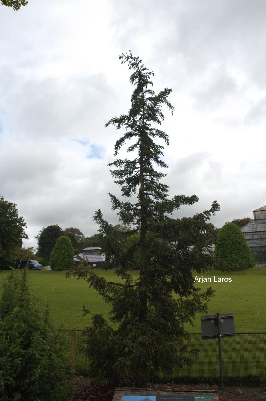 Fitzroya cupressoides