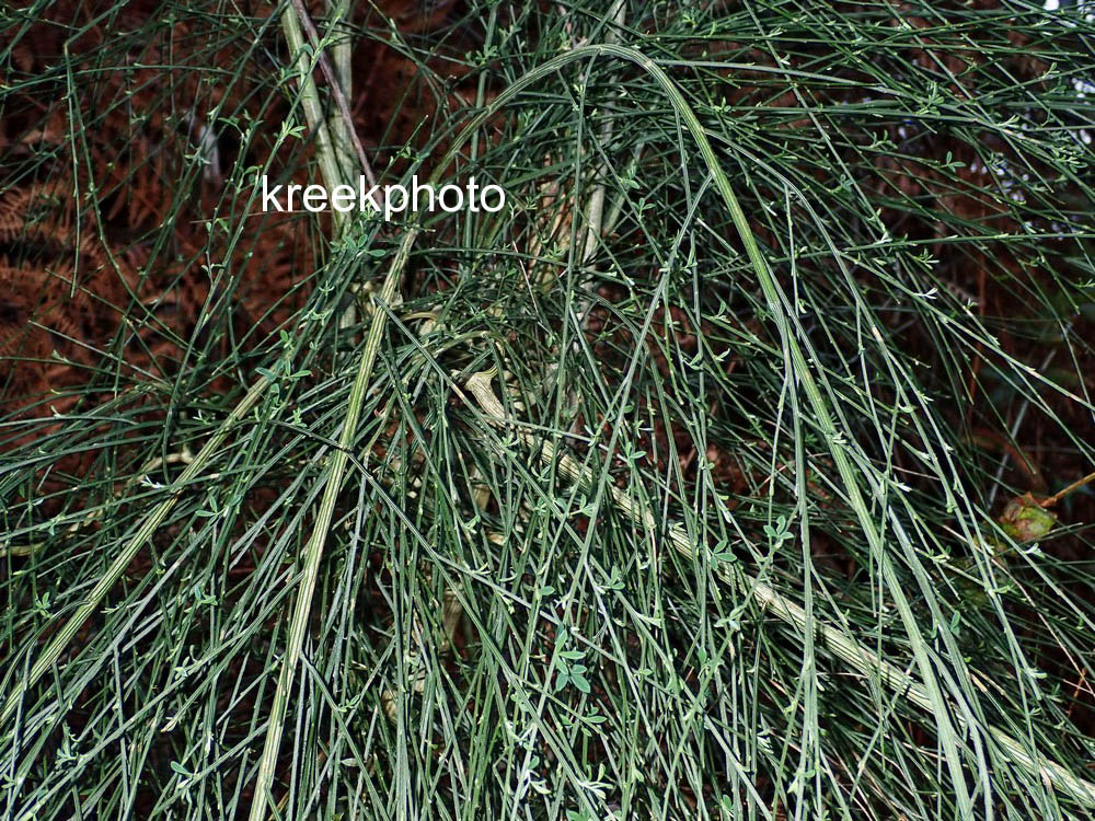 Foeniculum vulgare