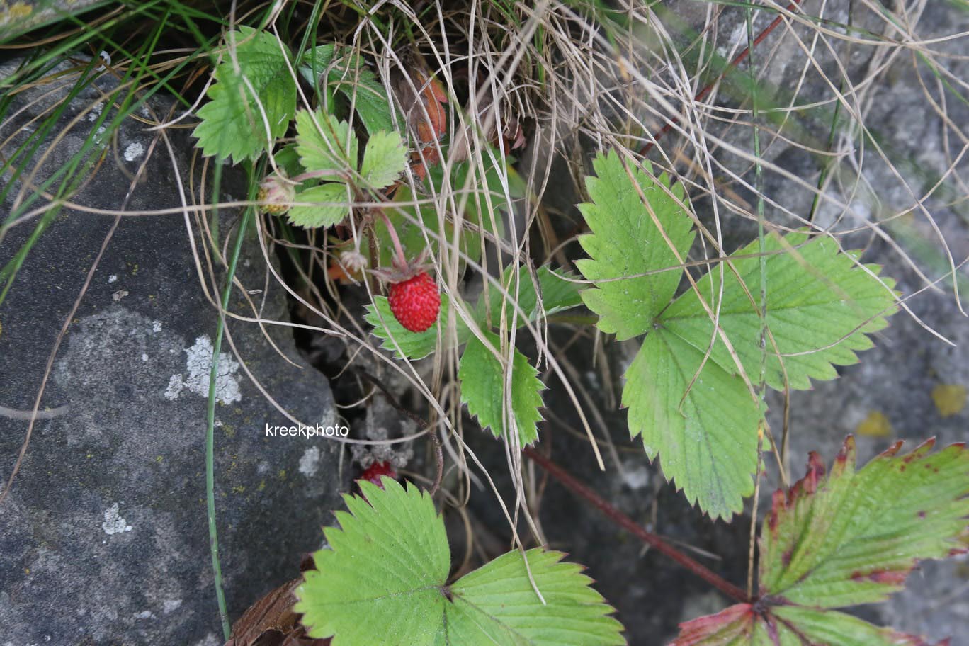 Fragaria vesca