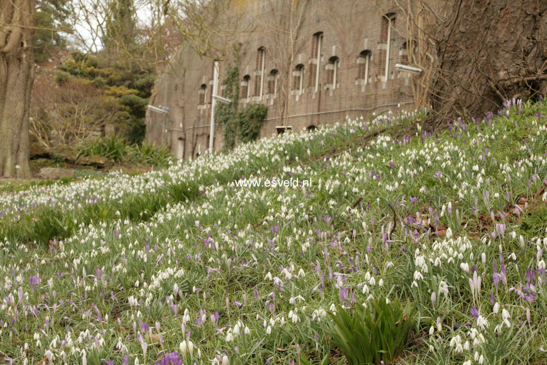 Galanthus nivalis