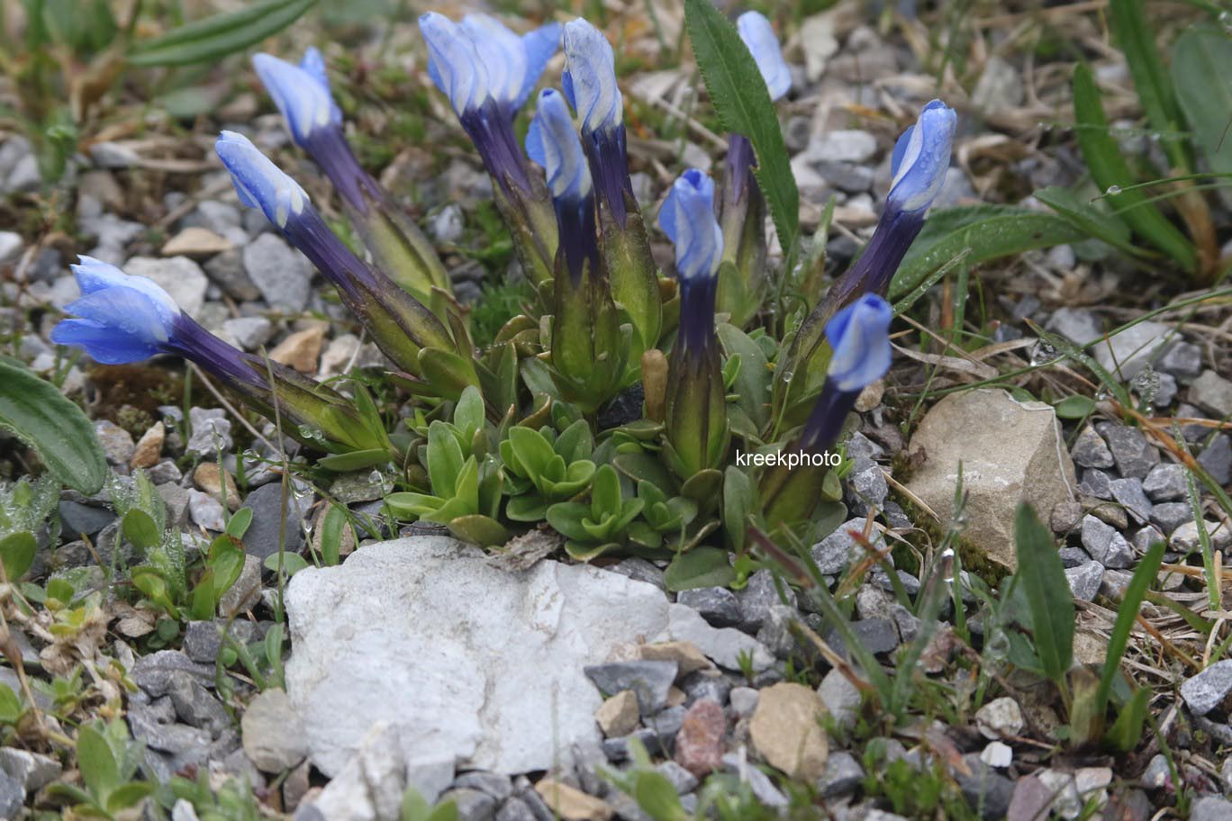 Gentiana verna