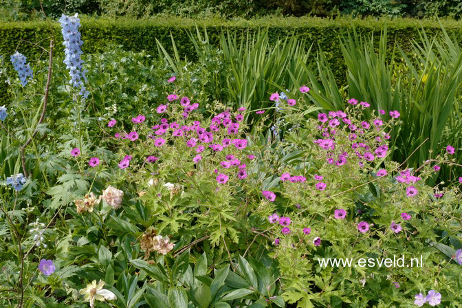 Geranium psilostemon