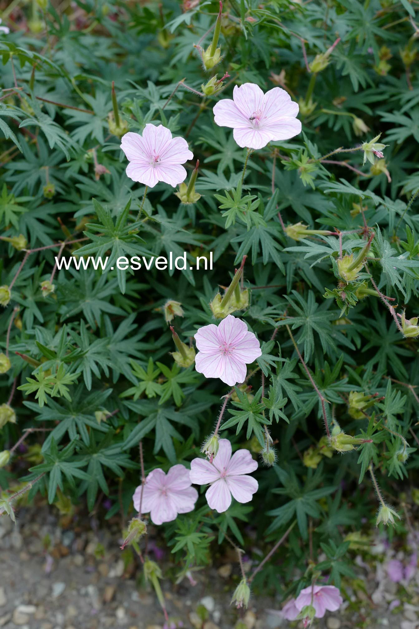Geranium sanguineum var. striatum