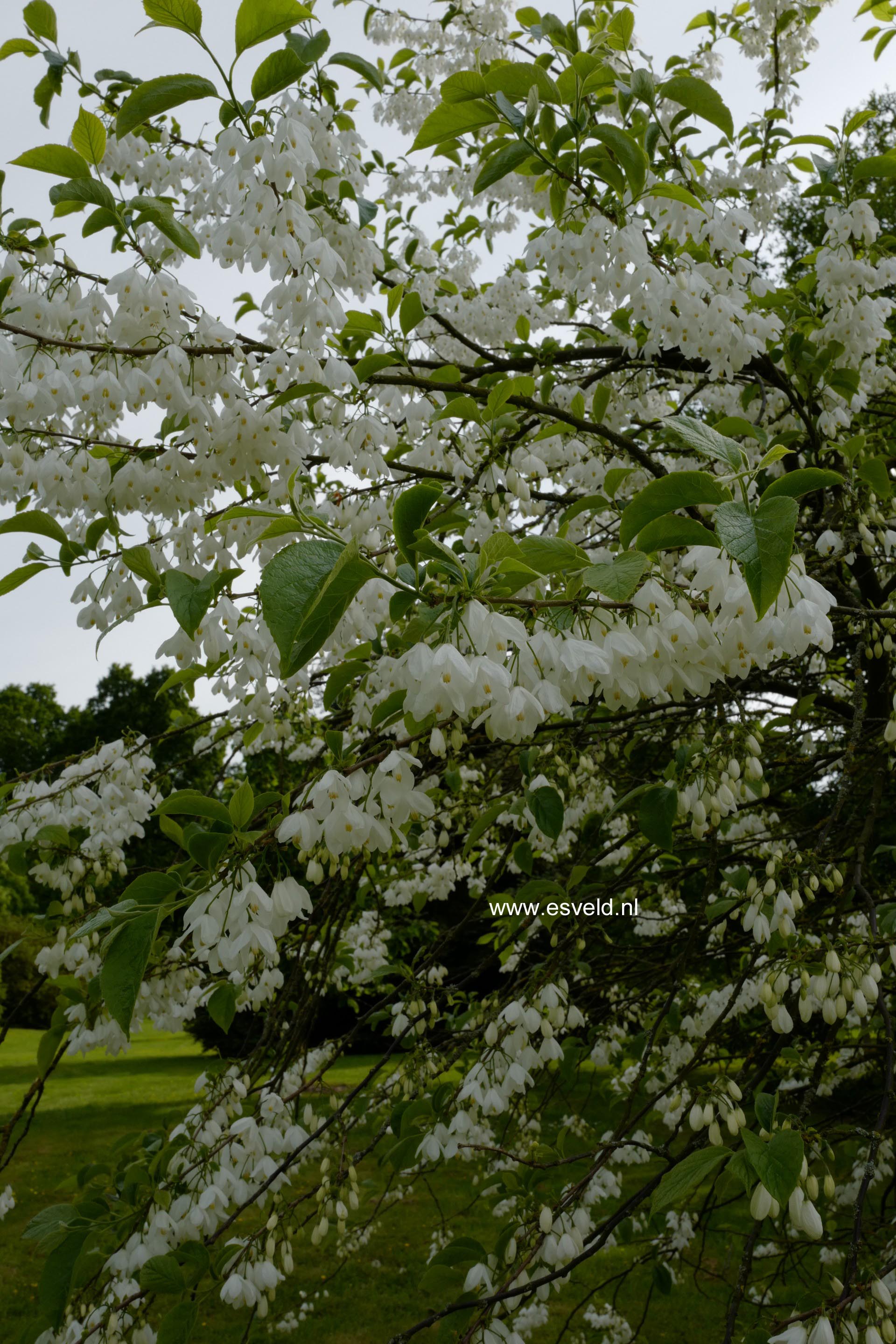 Halesia diptera magniflora