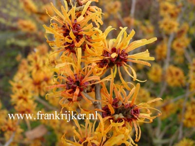 Hamamelis intermedia 'Harry'