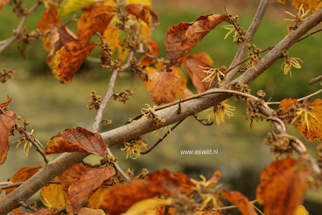 Hamamelis intermedia