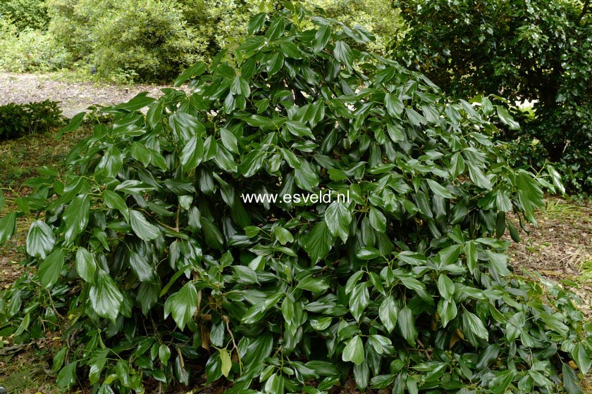 Hedera colchica 'Fall Favourite'