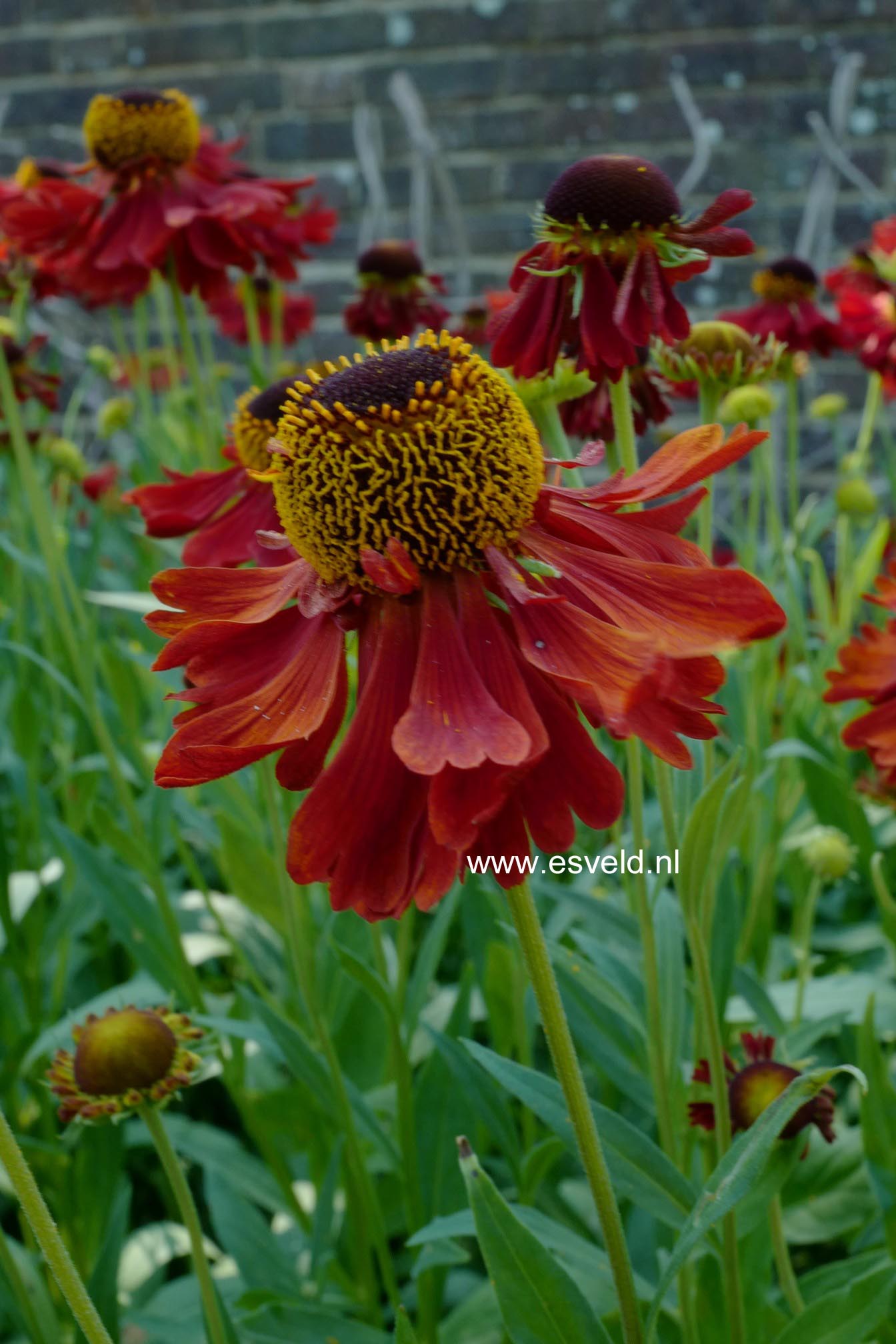 Helenium 'Moerheim Beauty'
