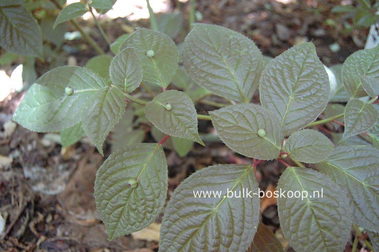 Helwingia japonica Helwingia japonica