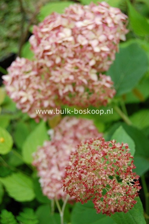 Hydrangea arborescens 'Ncha1' (INVINCIBELLE SPIRIT)