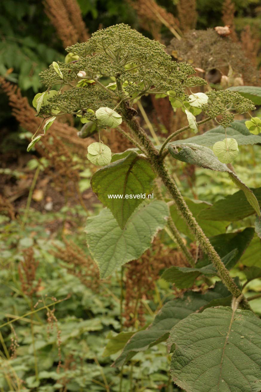 Hydrangea aspera robusta