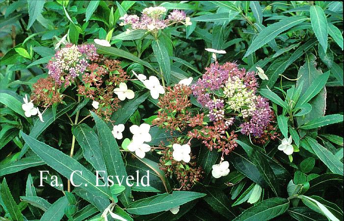 Hydrangea aspera strigosa