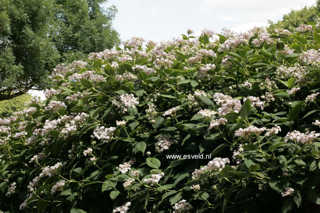 Hydrangea involucrata 'Tokado-yama'