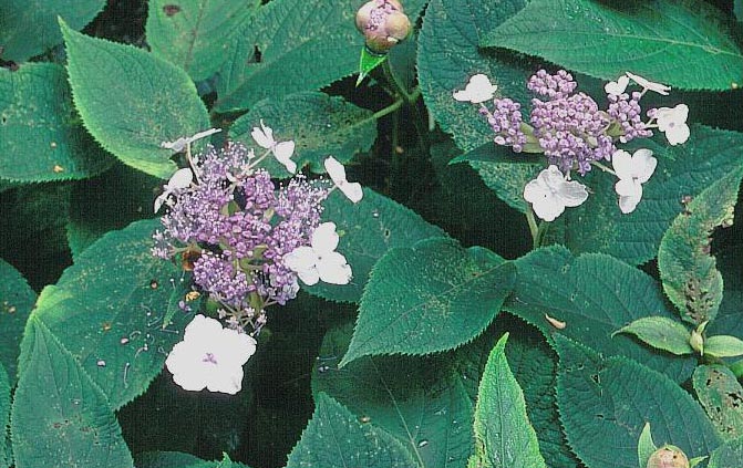 Hydrangea involucrata