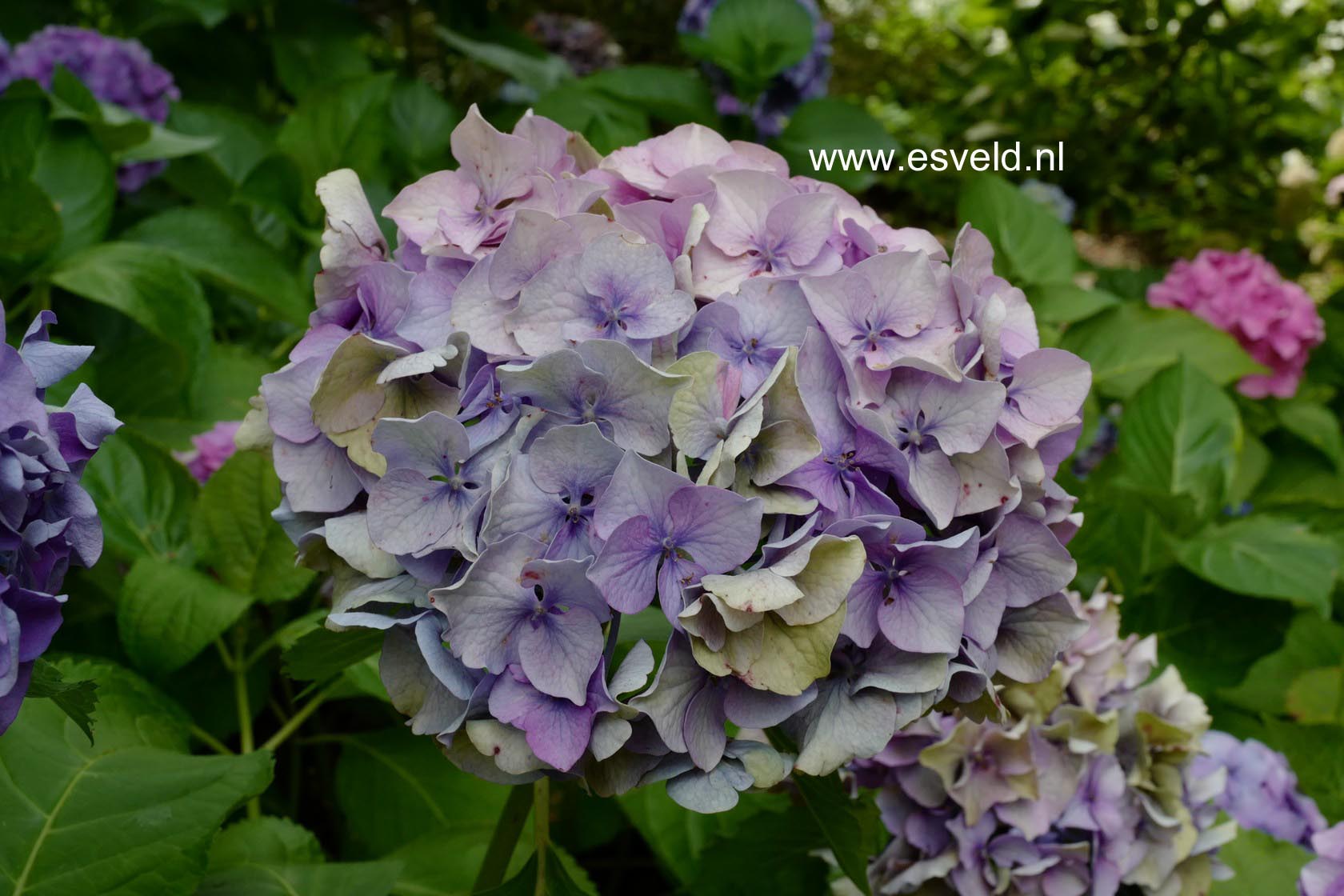 Hydrangea macrophylla 'Altona'