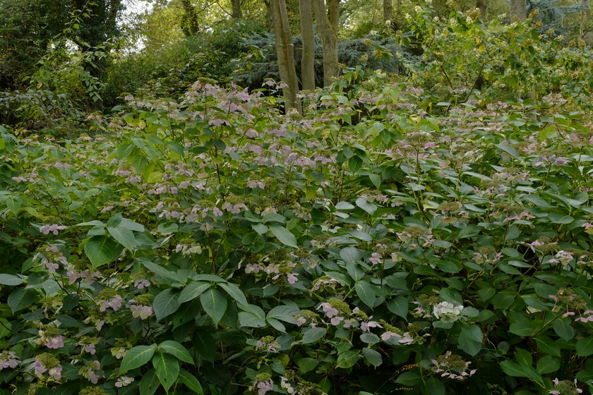 Hydrangea macrophylla 'Blanc Bleu Vasterival'