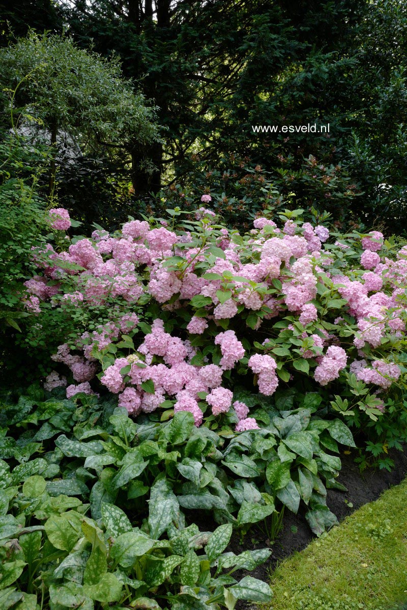 Hydrangea macrophylla 'Bouquet Rose'