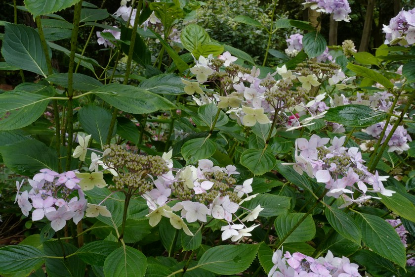 Hydrangea macrophylla 'Dr. Jean Varnier'