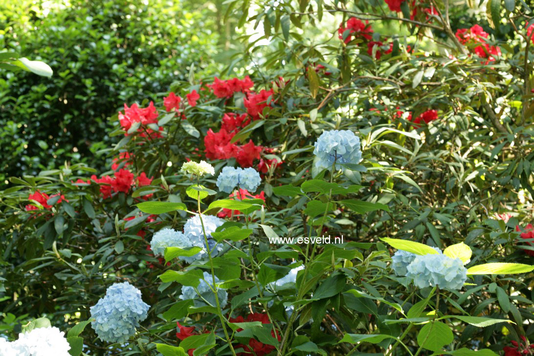 Hydrangea macrophylla 'Generale Vicomtesse de Vibraye'
