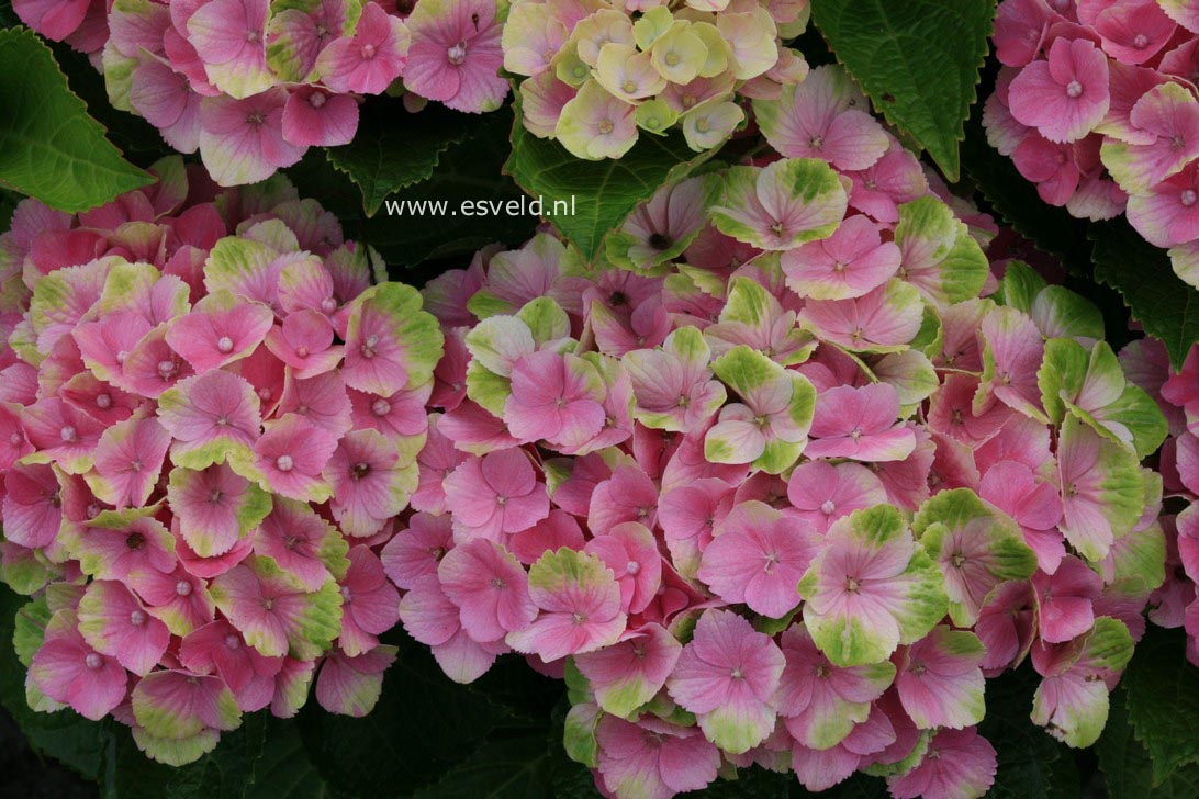 Hydrangea macrophylla 'Hokomathyst' (MAGICAL AMETHYST)