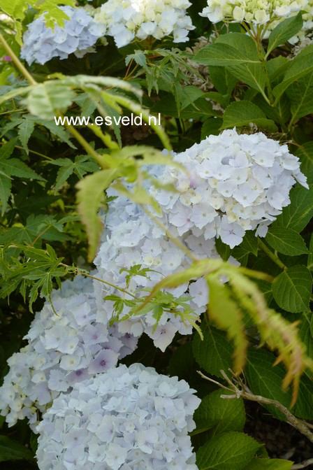 Hydrangea macrophylla 'Homigo' (HOVARIA)