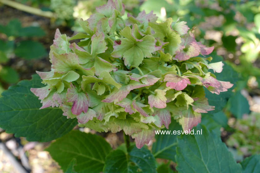 Hydrangea macrophylla 'Hortmaja' (MAGICAL JADE)