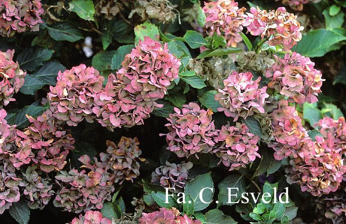 Hydrangea macrophylla 'Marie Claire'