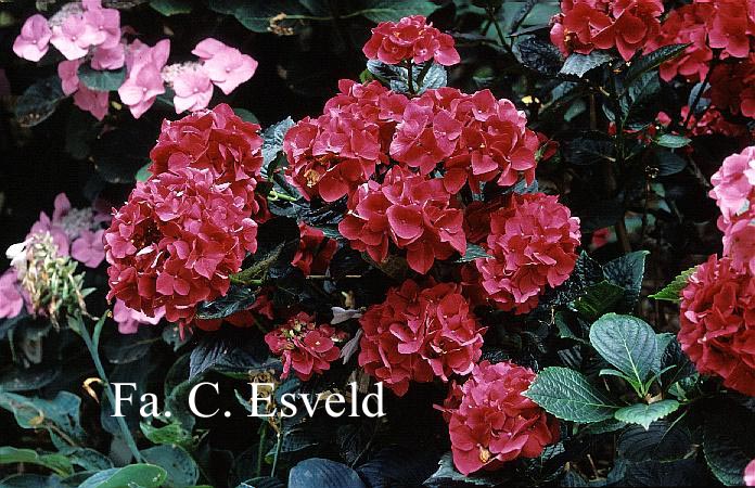 Hydrangea macrophylla 'Merveille Sanguine'