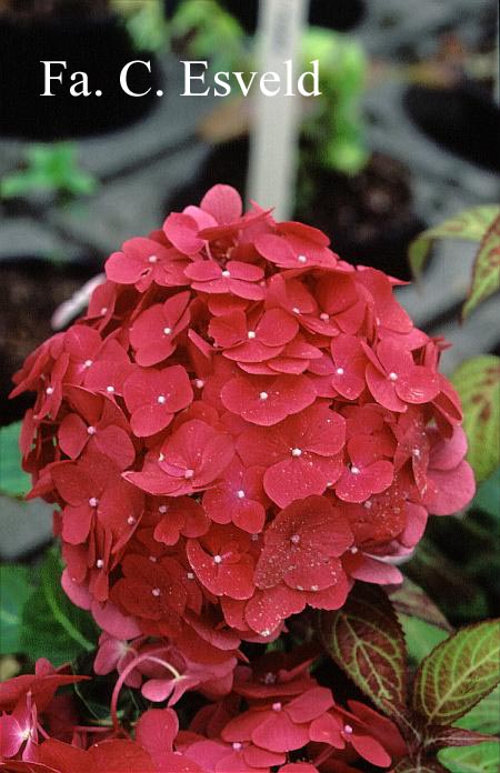 Hydrangea macrophylla 'Mme. G.J. Bier'