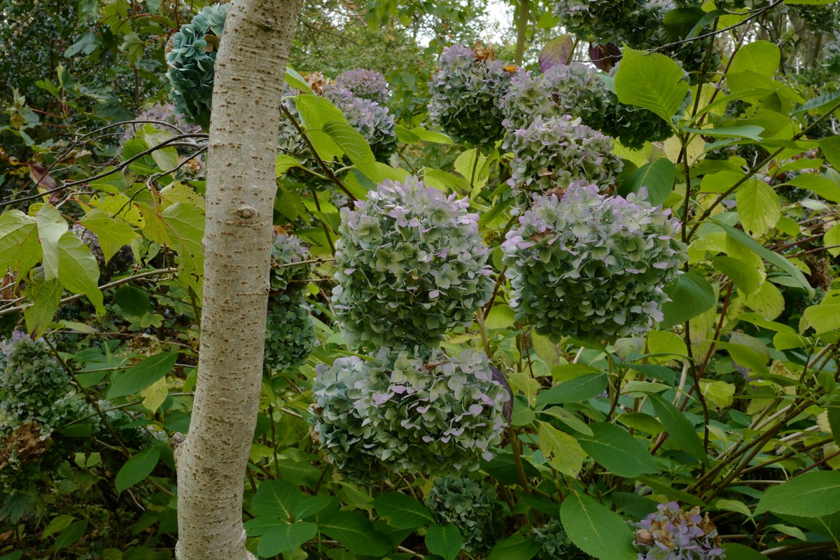 Hydrangea macrophylla 'Nikko Blue'