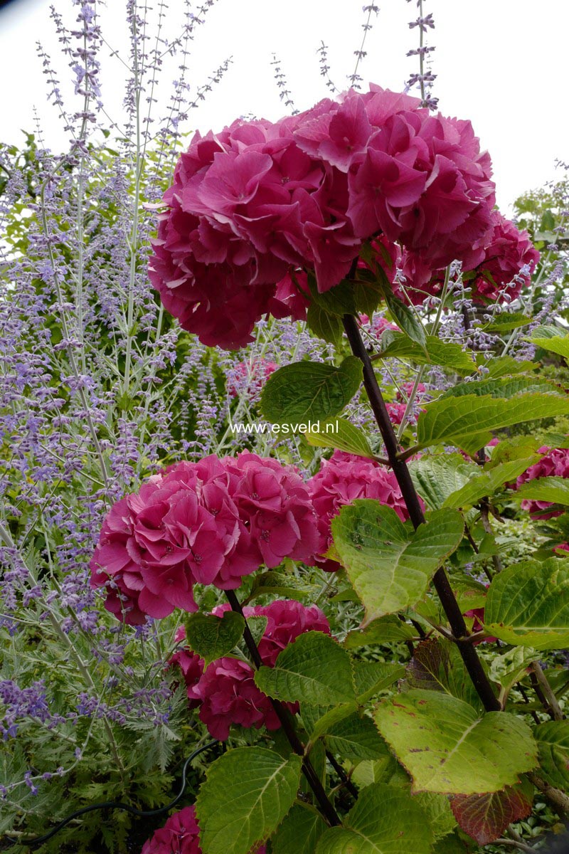 Hydrangea macrophylla 'Oregon Pride'