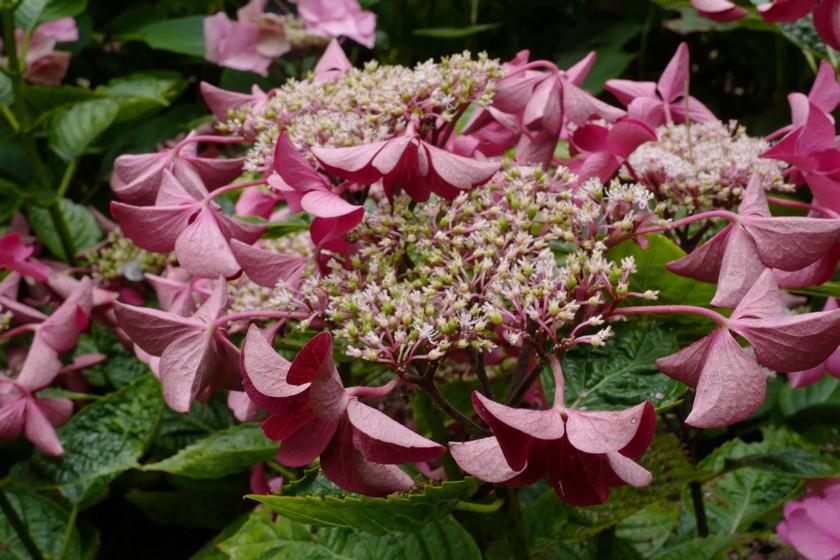 Hydrangea macrophylla 'Rotschwanz'
