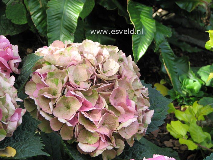 Hydrangea macrophylla 'Xian' (MAGICAL OPAL)