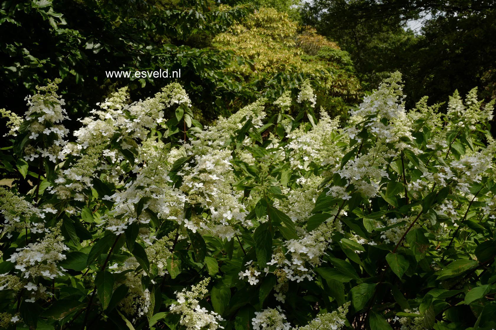 Hydrangea paniculata 'Brussel's Lace'