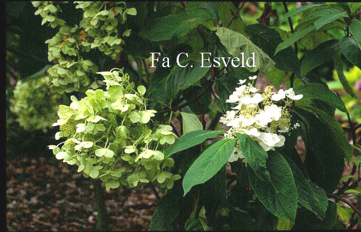 Hydrangea paniculata 'White Moth'