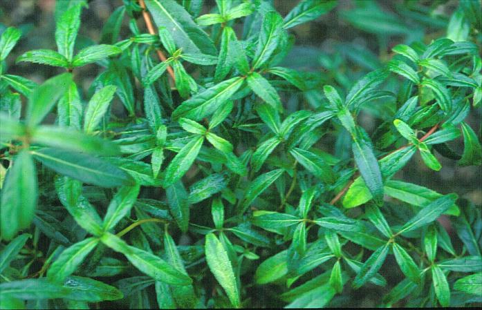 Hydrangea scandens macrosepala