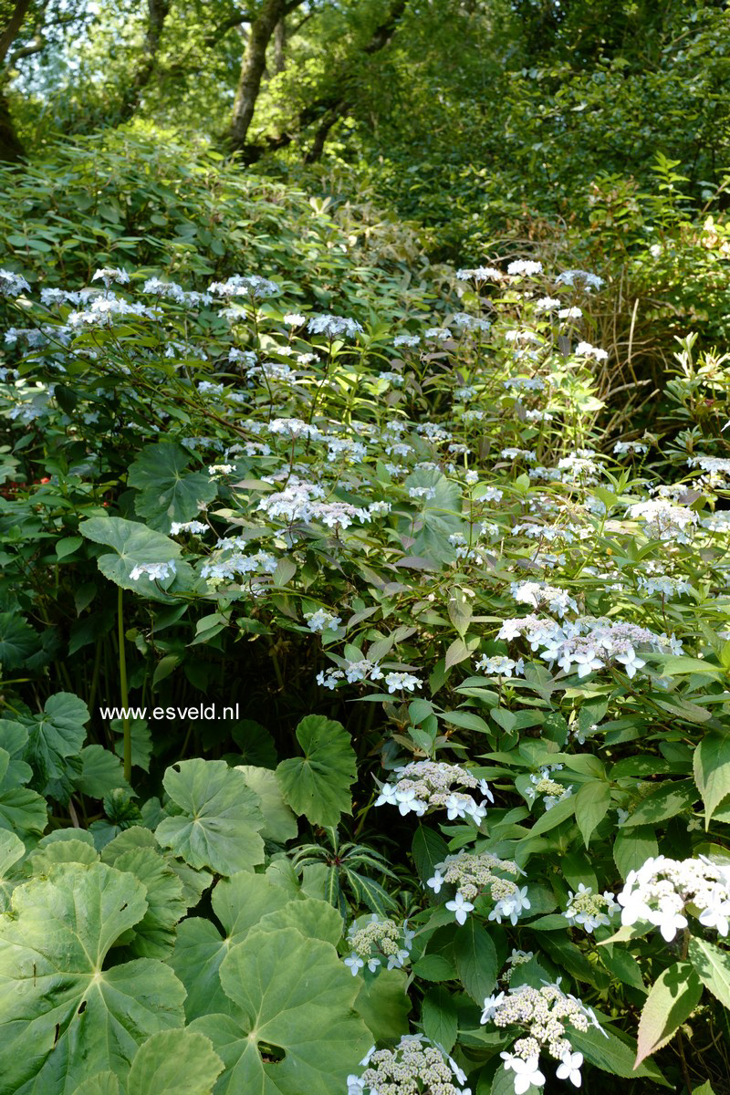 Hydrangea serrata 'Tiara'