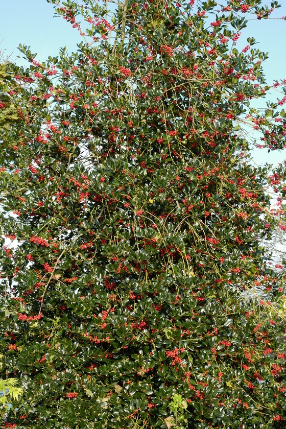 Ilex aquifolium 'Berlicum Beauty'