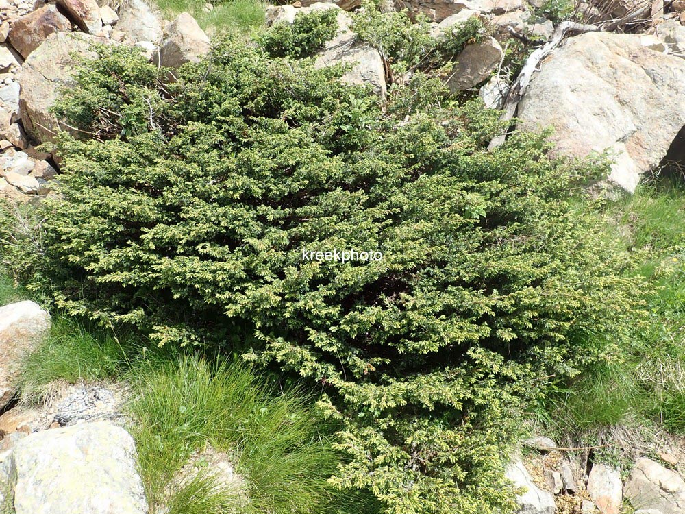 Juniperus communis
