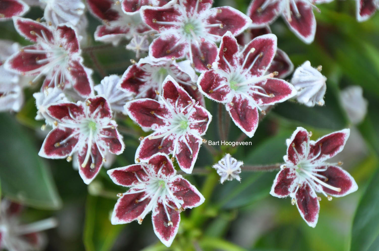 Kalmia latifolia 'Galaxy'