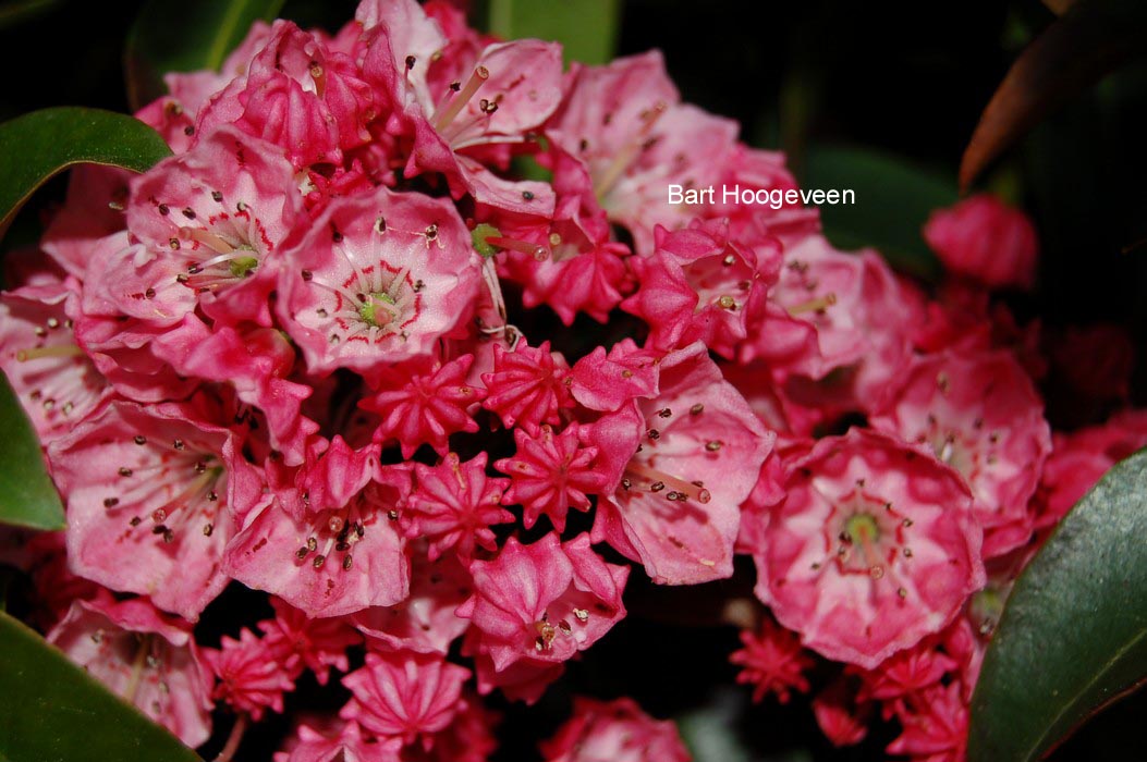 Kalmia latifolia 'Nancy'