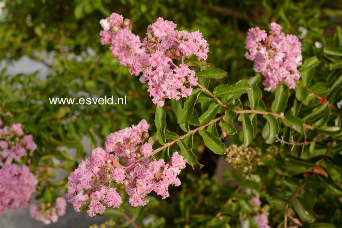 Lagerstroemia indica