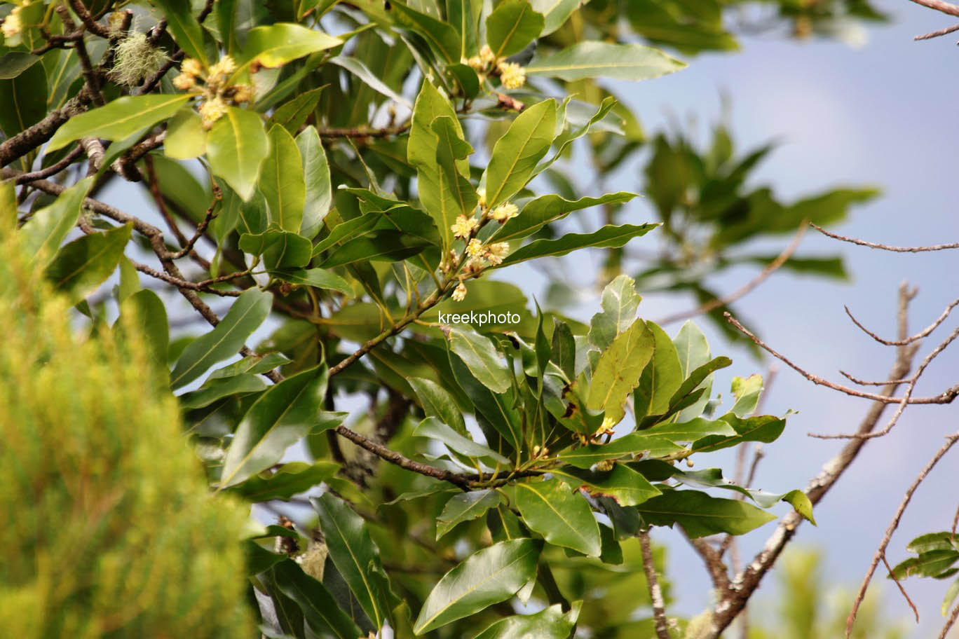 Laurus novocanariensis